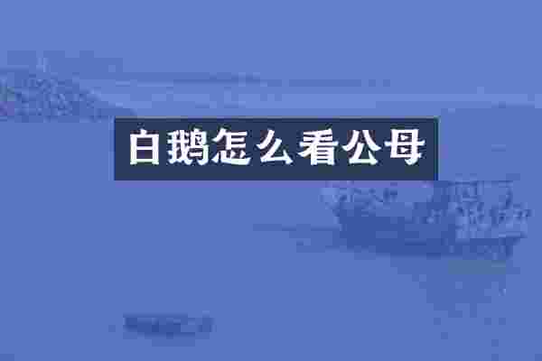 白鹅怎么看公母