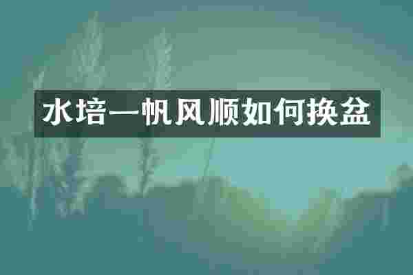 水培一帆风顺如何换盆