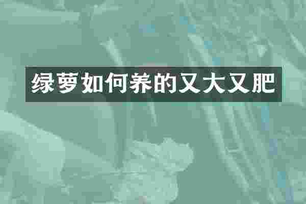 绿萝如何养的又大又肥