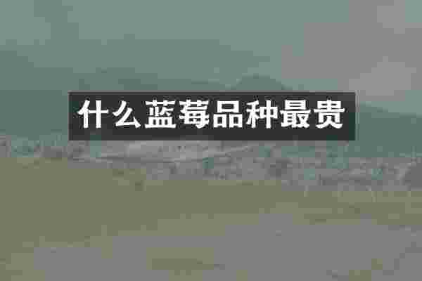 什么蓝莓品种最贵