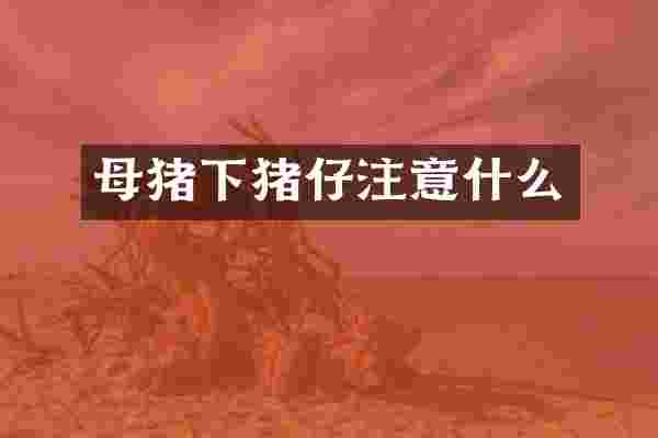 母猪下猪仔注意什么