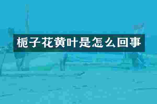 栀子花黄叶是怎么回事