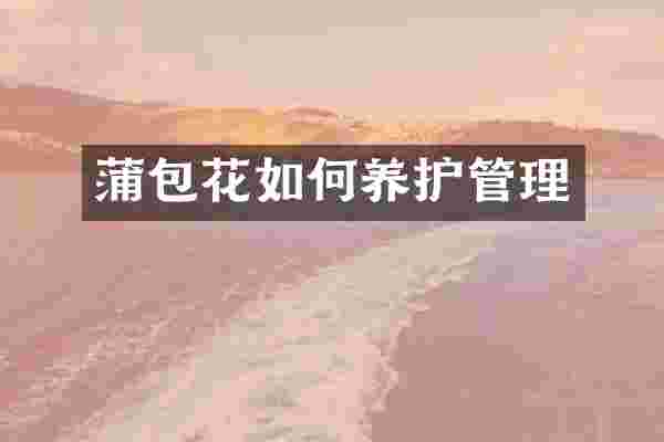 蒲包花如何养护管理