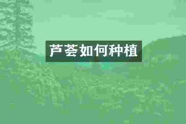 芦荟如何种植