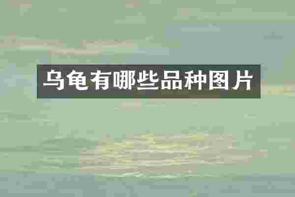 乌龟有哪些品种图片