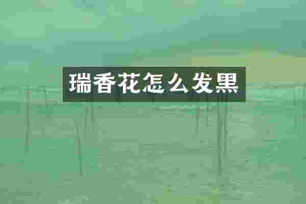 瑞香花怎么发黑