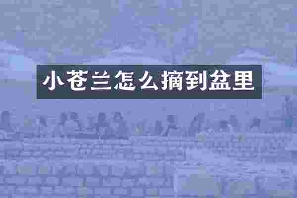 小苍兰怎么摘到盆里