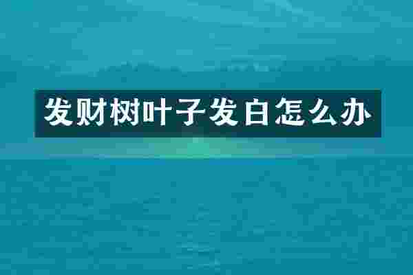 发财树叶子发白怎么办
