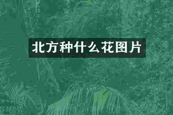北方种什么花图片