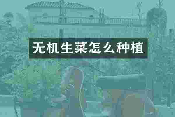 无机生菜怎么种植