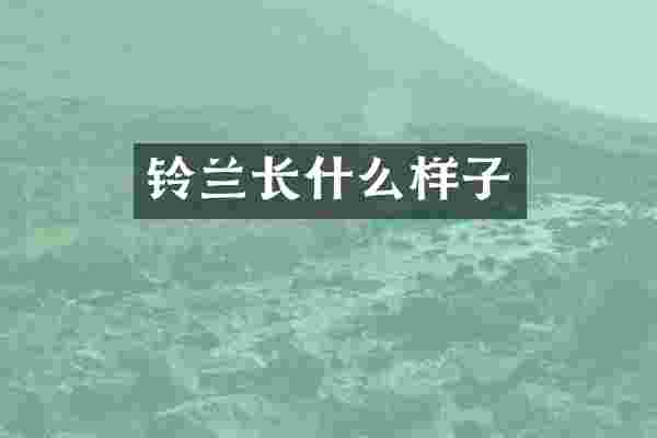 铃兰长什么样子