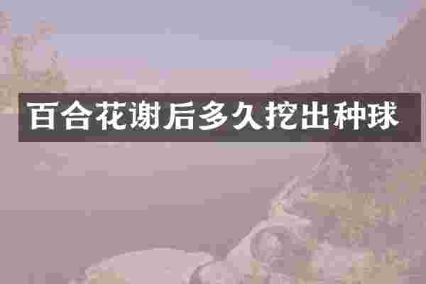 百合花谢后多久挖出种球