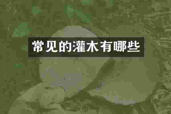 常见的灌木有哪些