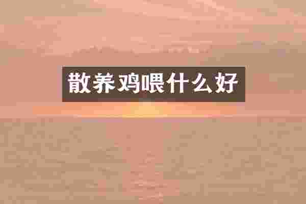 散养鸡喂什么好