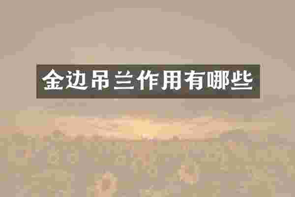 金边吊兰作用有哪些