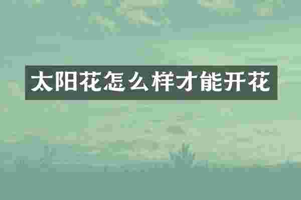 太阳花怎么样才能开花