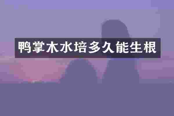 鸭掌木水培多久能生根