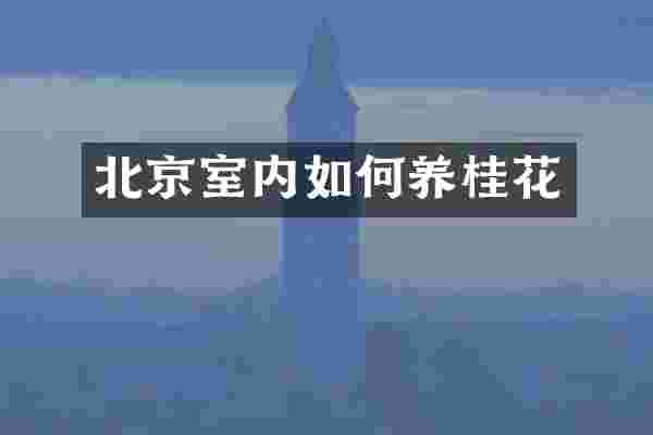 北京室内如何养桂花