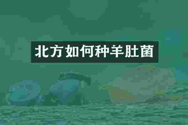 北方如何种羊肚菌