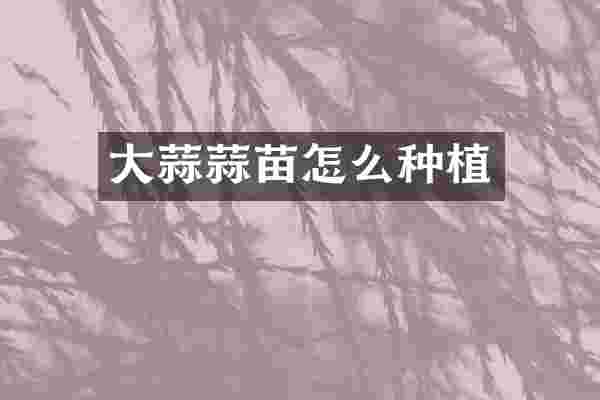 大蒜蒜苗怎么种植
