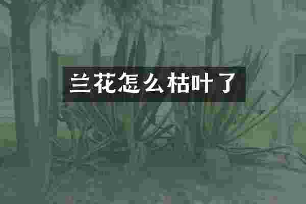 兰花怎么枯叶了