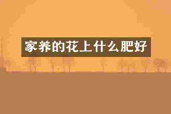 家养的花上什么肥好