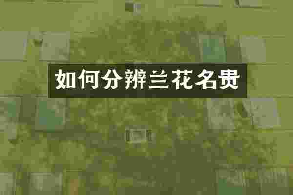 如何分辨兰花名贵