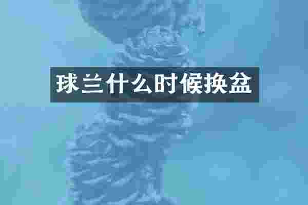 球兰什么时候换盆