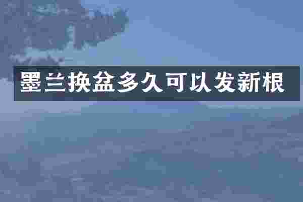 墨兰换盆多久可以发新根