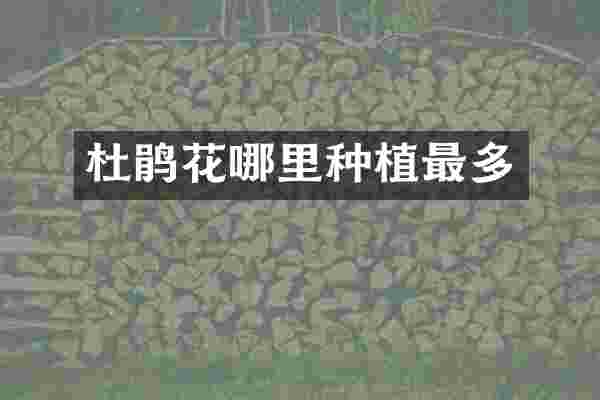 杜鹃花哪里种植最多
