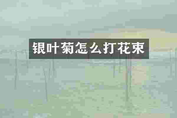 银叶菊怎么打花束