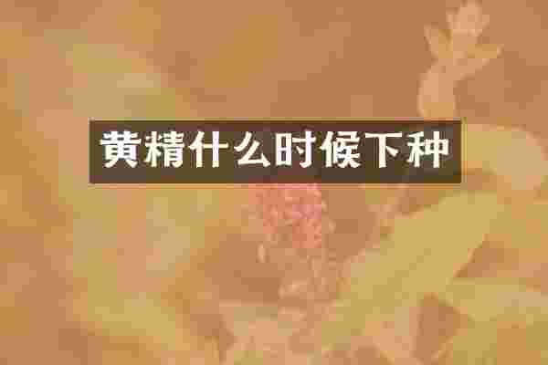 黄精什么时候下种