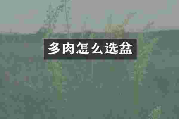 多肉怎么选盆