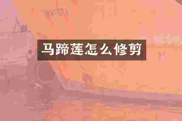 马蹄莲怎么修剪