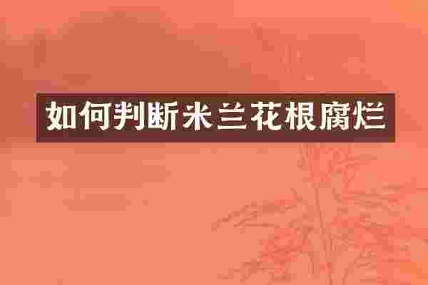 如何判断米兰花根腐烂