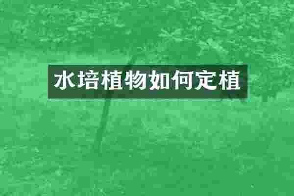 水培植物如何定植