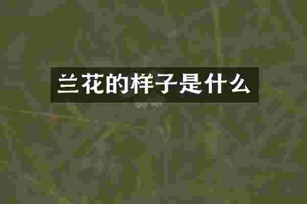 兰花的样子是什么