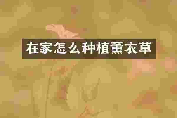 在家怎么种植薰衣草