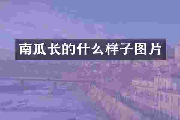 南瓜长的什么样子图片