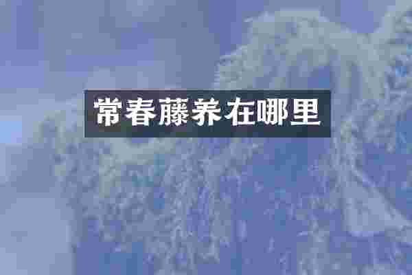 常春藤养在哪里