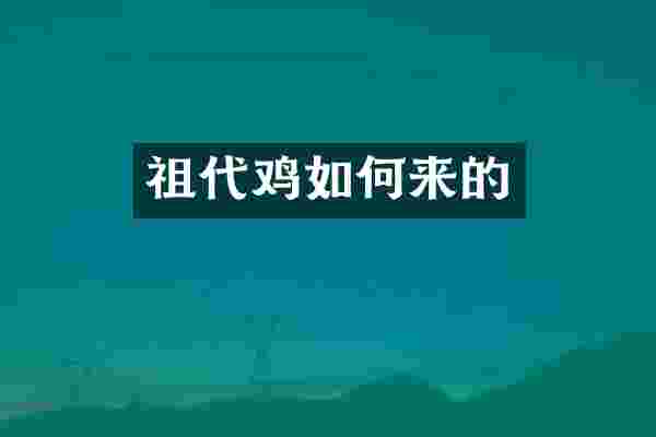 祖代鸡如何来的