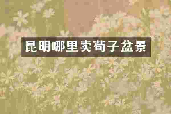 昆明哪里卖荀子盆景