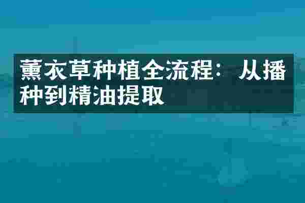 薰衣草种植全流程：从播种到精油提取