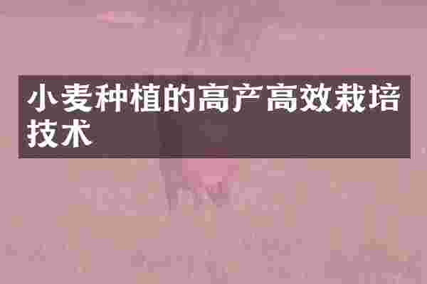 小麦种植的高产高效栽培技术