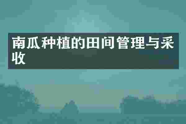 南瓜种植的田间管理与采收